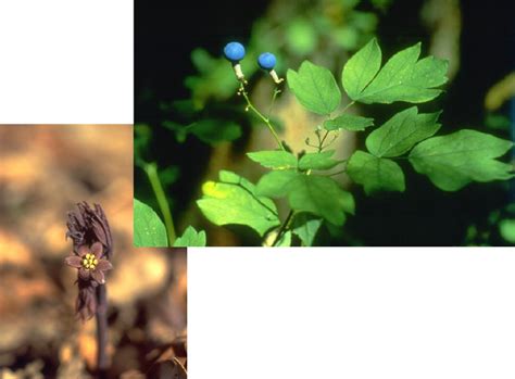 Blue Cohosh Caulophyllum Thalictroides United Plant Savers