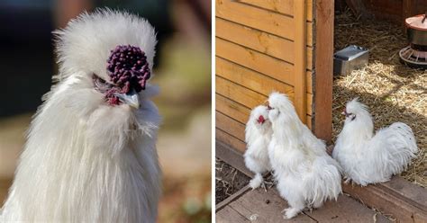 Do Silkie Hens Have Combs And Wattles Chicken And Chicks Info