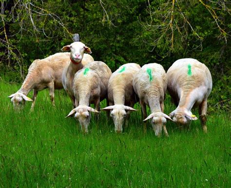 Mowing Alternative: Lawn Goats | Wikilawn