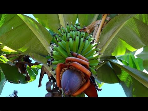 Quando Cortar O Umbigo Ou Cora O Do Cacho De Banana Bananeira