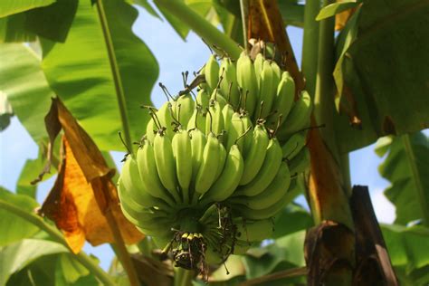 Free stock photo of banana, banana tree