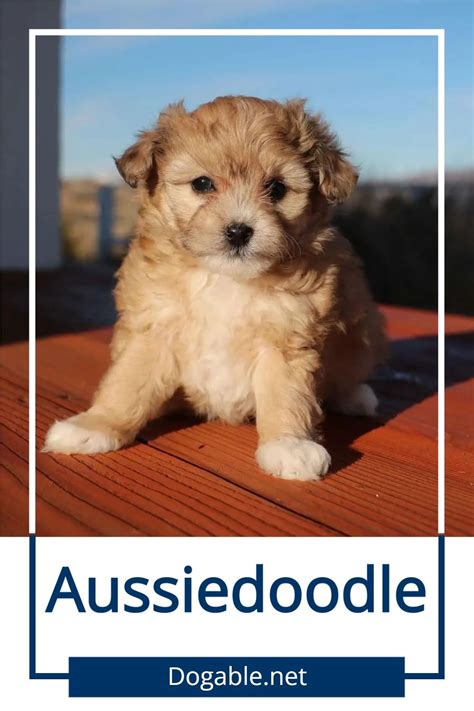 About the adorable aussiedoodle australian shepherd poodle mix – Artofit