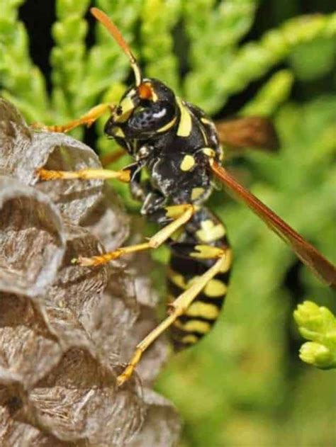 Wasp Nest: Signs, Identification, and How to Get Rid of Them - Planet ...