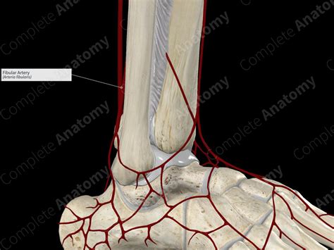 Fibular Artery Complete Anatomy