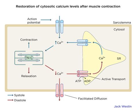 Calcium Regulation Of Contraction - Specialized Cell Muscle Cell - MCAT ...