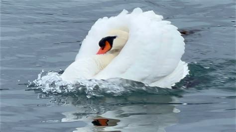 Black Swans Causing Drama To Anglesey Pair Walpole Pair November