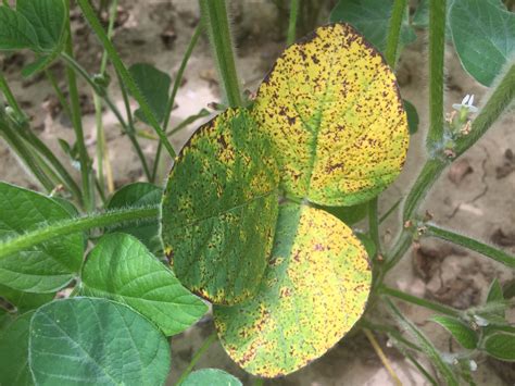 Soybean Disease Update June 18 2017 Mississippi Crop Situation