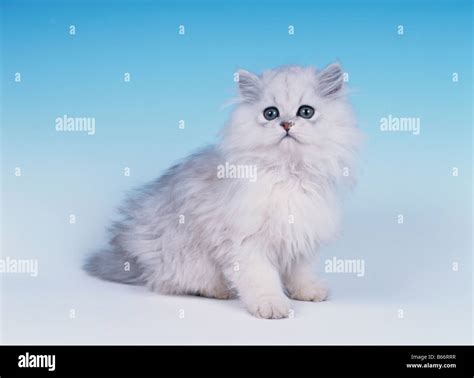 Chinchilla Persian Cat Hi Res Stock Photography And Images Alamy