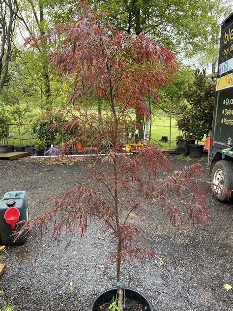 Acer Palmatum Red Pygmy Blerick Tree Farm