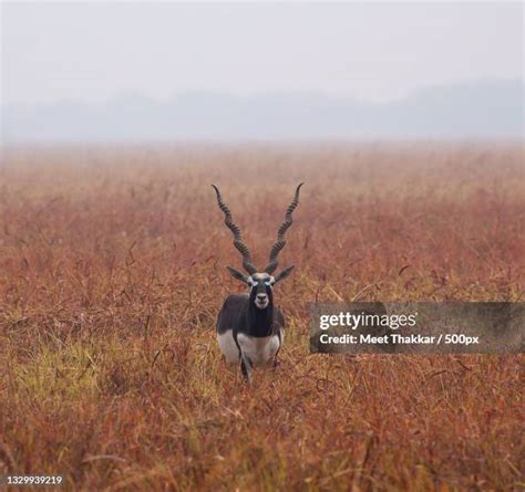 Blackbuck National Park Photos and Premium High Res Pictures - Getty Images