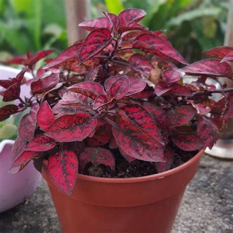 Hypoestes Seeds, Red, Flower Seeds#039 – Mays Garden Seed