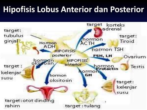 Anatomi Dan Fisiologi Sistem Endokrin Ppt