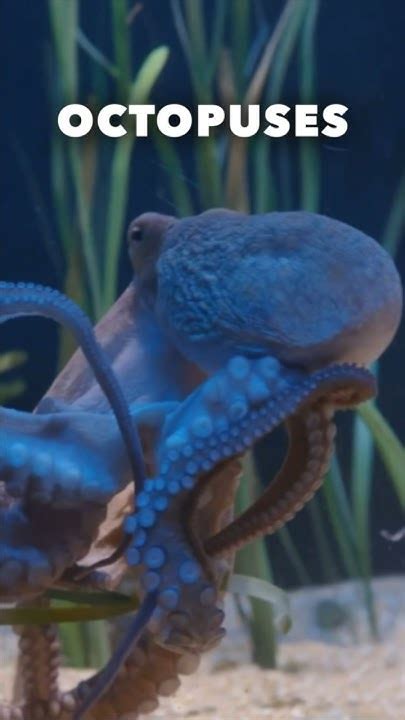 Octopuses 🐙 Fast Facts Youtube