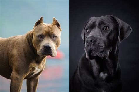 Cane Corso vs Pitbull - Are They Related?