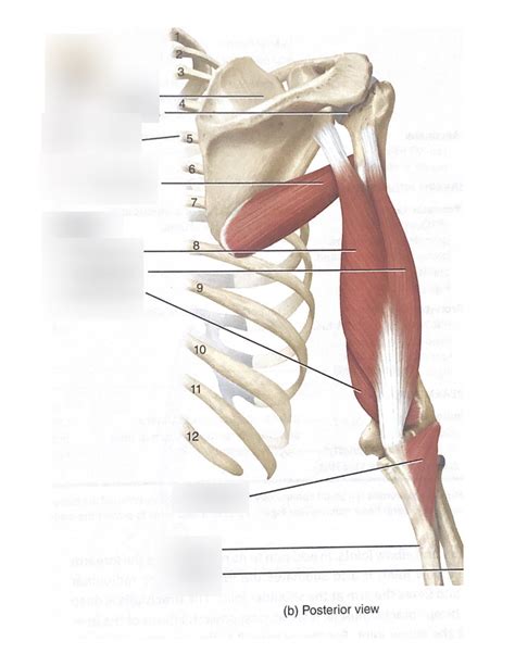 Diagram of Posterior View of Proximal Arm Muscles | Quizlet