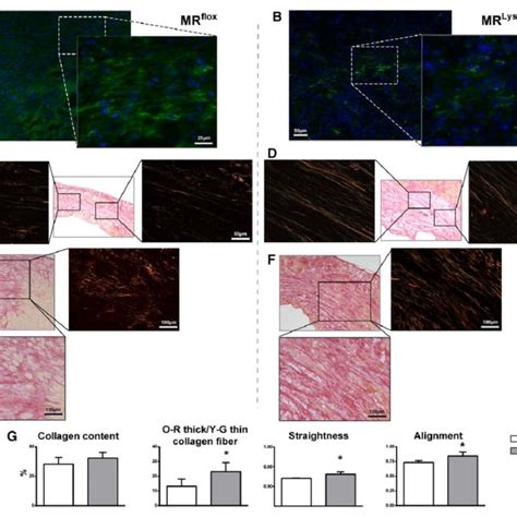 Enhanced Cardiac Neovascularization After Ischemic Injury In MR LysMCre