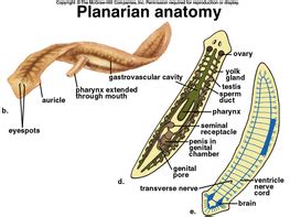 Platyhelminthes - Circulatory System :)