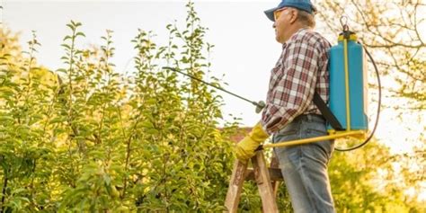 How To Energize Fruit Trees With Homemade Foliar Sprays