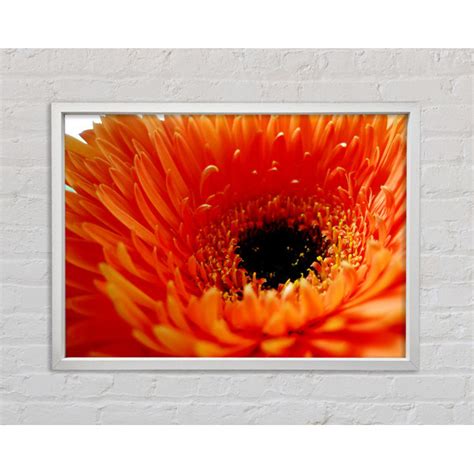 Ebern Designs Orange Gerbera Nahaufnahme Einzelner Bilderrahmen