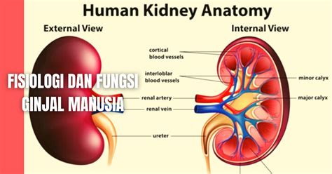 Fisiologi Ginjal Dan Fungsi Ginjal Pada Manusia - Anatomi Tutorial