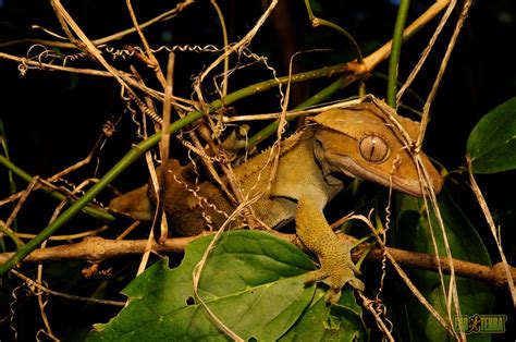 Crested Gecko: Crested Geckos, a little history...