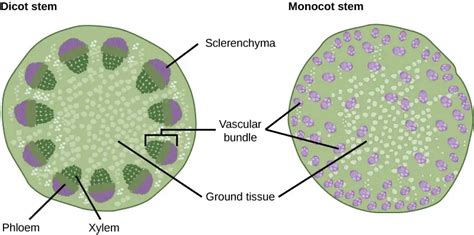 Dicot and Monocot stem - Characteristics, Structure, Functions ...