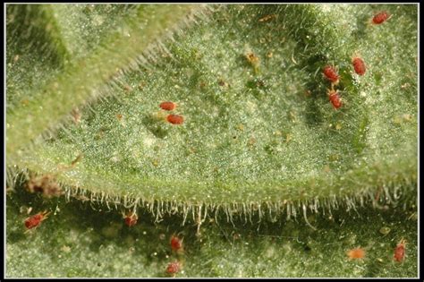 Spider Mite Treatment How To Identify Spider Mite Damage And Kill