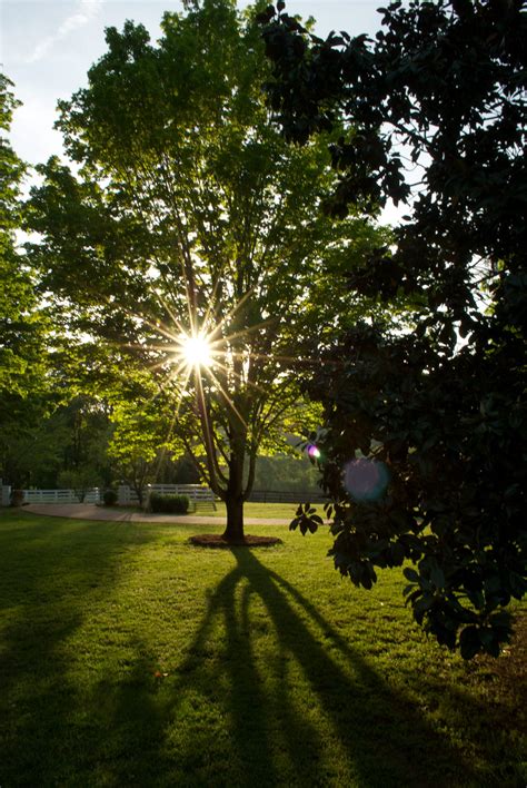 Free Images Landscape Tree Nature Forest Grass Light Wood