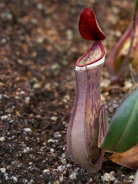 Nepenthes Albomarginata Basal Pitcher Penang Malaysia P228 Flickr