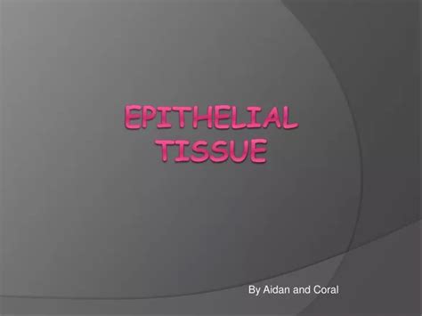 Ppt Epithelial Tissue Powerpoint Presentation Free Download Id 3150951