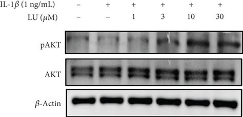 Luteolin Inhibited Inflammatory Mediator Expression And Increased