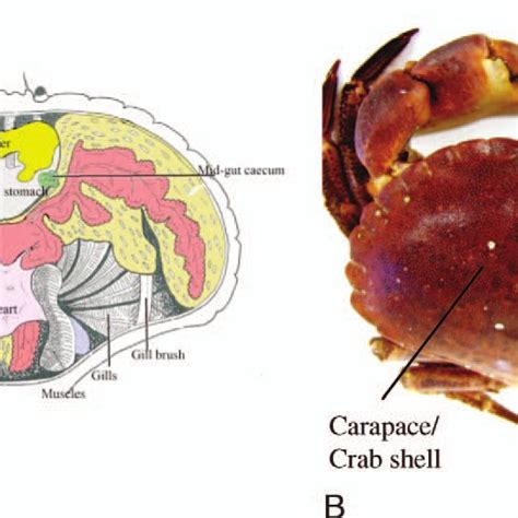 PDF Rapid Nondestructive Determination Of Edible Meat Content In