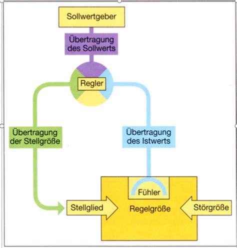 Biologie Klassenarbeitsvorbereitung Flashcards Quizlet