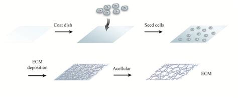 Schematic Preparation Of Cell Derived Ecm As A Cell Culture Substrate