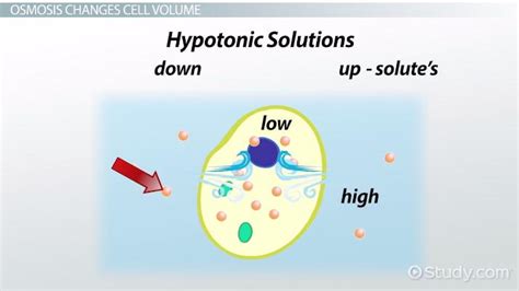 Osmosis Definition Diagram And Examples Lesson