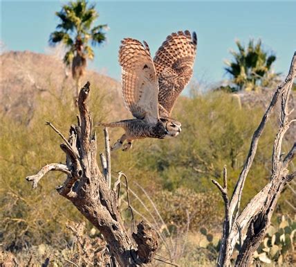 Tucson Desert Museum Animals