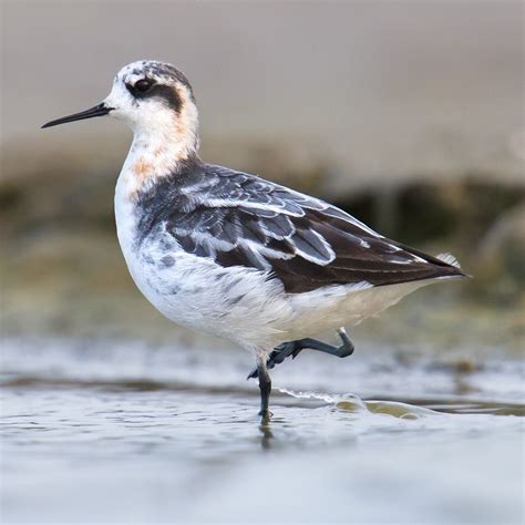 Red Necked Phalarope In Shanghai Shanghai Birding 上海观鸟