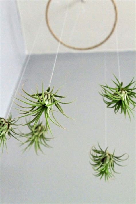 27 Awesome Indoor Houseplants To Brighten Up Your Home