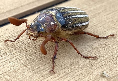 Ten Lined June Beetle Whats That Bug