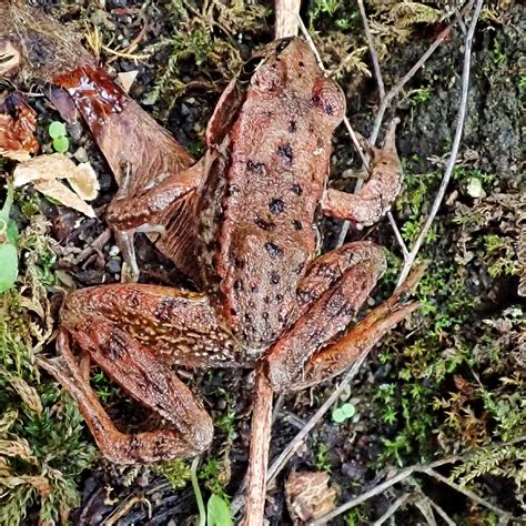 Rana Aurora Northern Red Legged Frog 10000 Things Of The Pacific