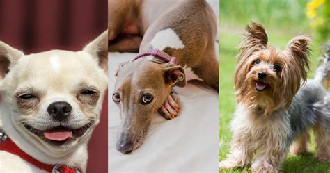 What your dog's breed says about your personality