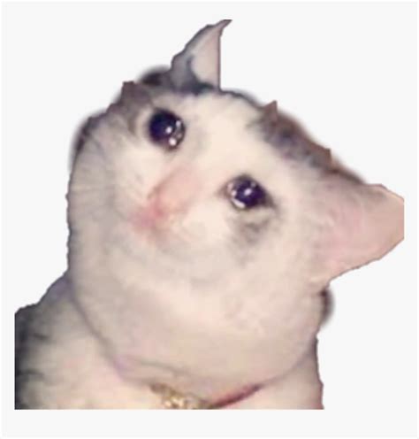 Sad Cat Meme Crying Screaming Freetoedit Cat Meme No Words Hd Images