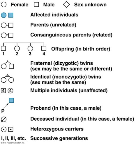 Chapter Mendelian Genetics Flashcards Quizlet