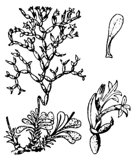 Limonium Contortirameum Mabille Erben Portale Della Flora D Italia