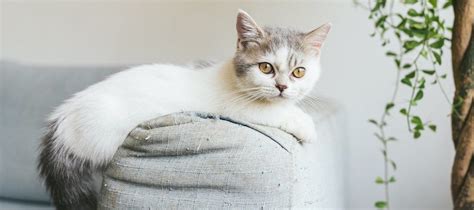 Munchkin Cat Breed Profile | Litter-Robot