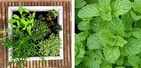 De Eetbare Tuin Mooie Vaste Planten Heesters En Bomen Om Van Te Spullen