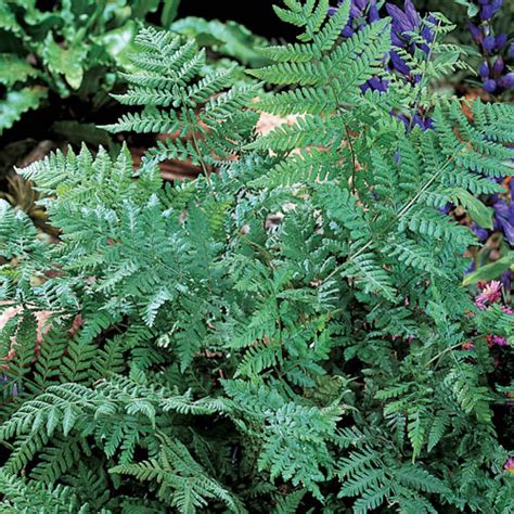 Leatherwood Fern | K. van Bourgondien