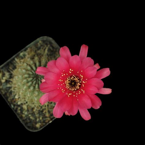 Echinopsis Hybrid India S 1 Online Garden Store Buy Cactus