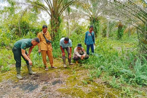 Bbksda Riau Pasang Kamera Perangkap Harimau Di Siak Antara News