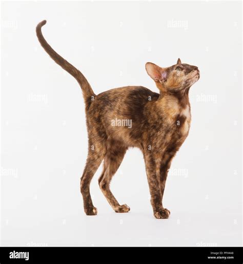 Tortoiseshell Oriental Shorthair Cat (Felis catus) looking up, side view Stock Photo - Alamy